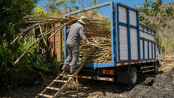 Cosecha de ca&ntilde;a cargada al cami&oacute;n